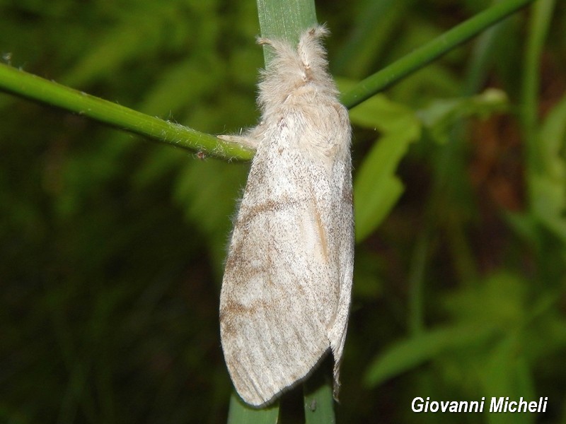 Falena da ID - Calliteara pudibunda